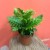 Blechnum gibbum Silver Lady (4).jpg