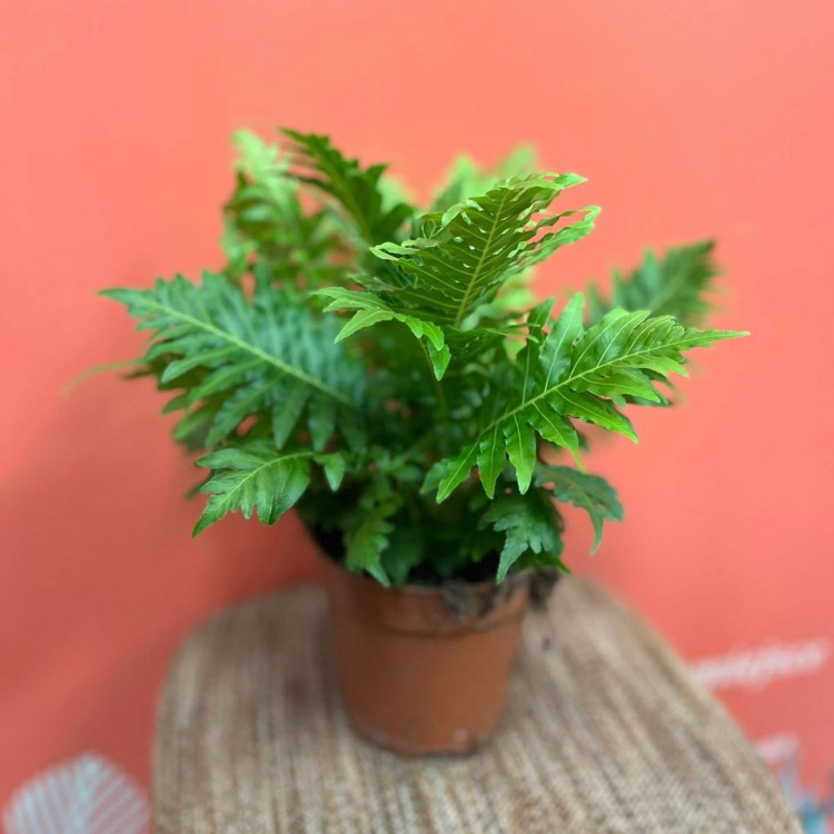 Blechnum gibbum Silver Lady (4).jpg