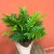 Blechnum gibbum Silver Lady (5).jpg