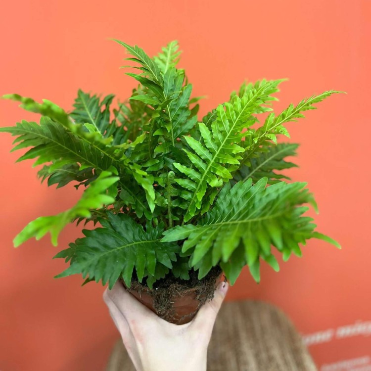 Blechnum gibbum Silver Lady (5).jpg