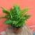 Blechnum gibbum Silver Lady (1).jpg