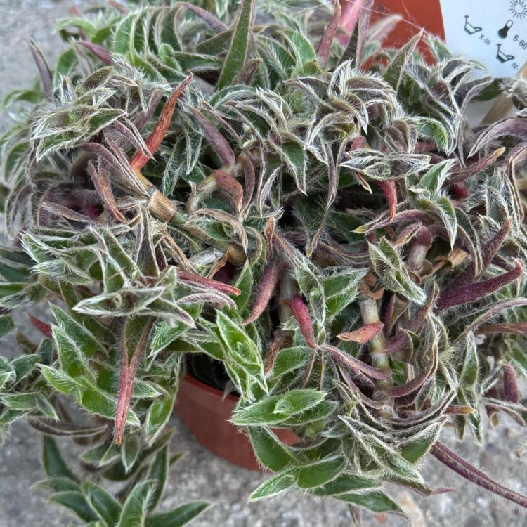 Cyanotis somalijski  trzykrotka somalijska (3).jpg