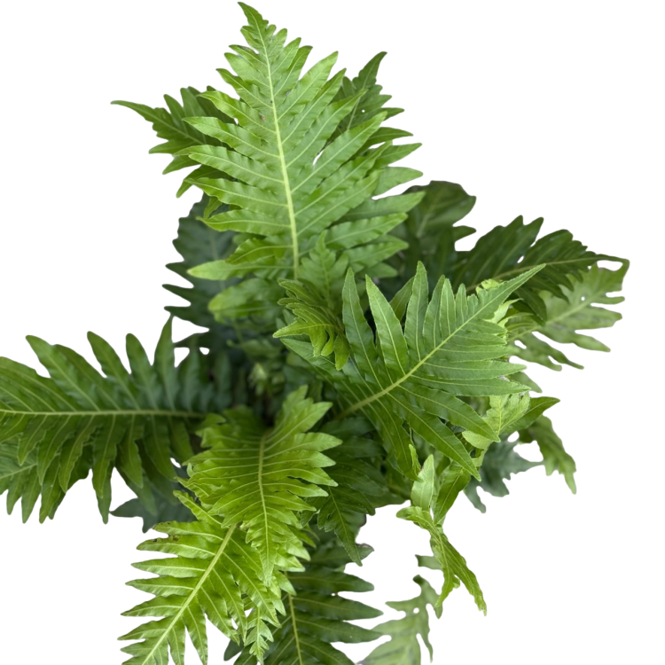 39b53a1b-fb5f-44ea-ab2c-a92ce889d239-Photoroom.png