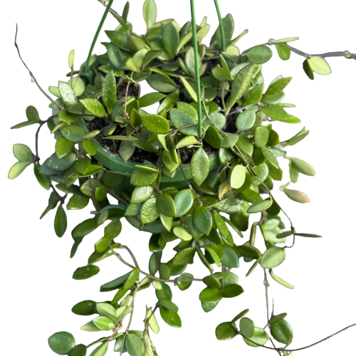 Hoya pubera hoja  (1).png
