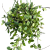 Hoya pubera hoja  (1).png