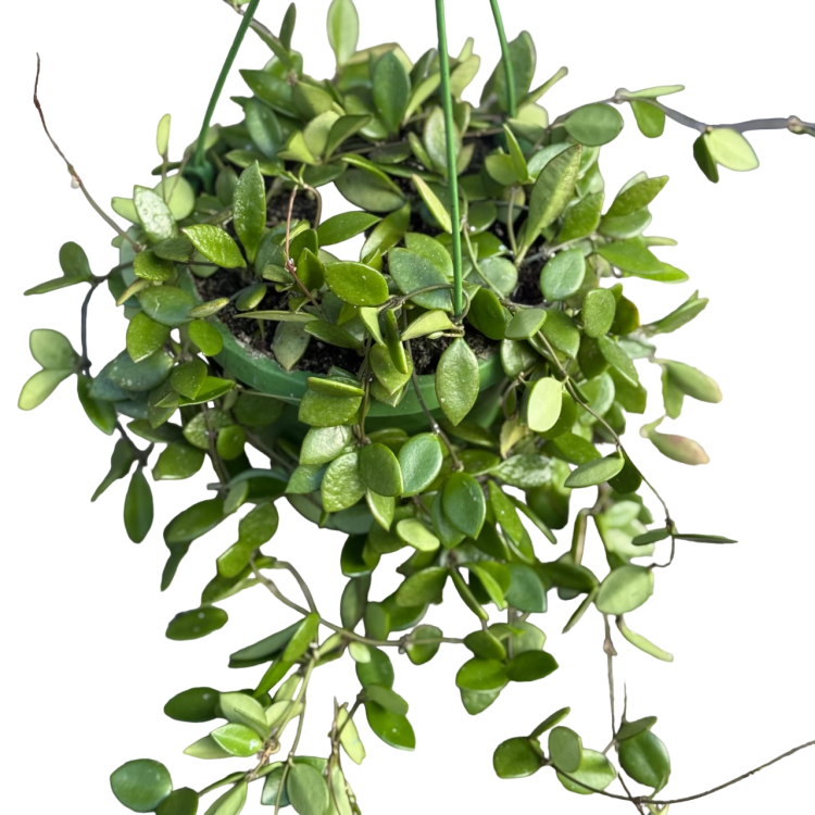 Hoya pubera hoja  (1).png