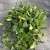 Hoya pubera hoja  (2).jpg