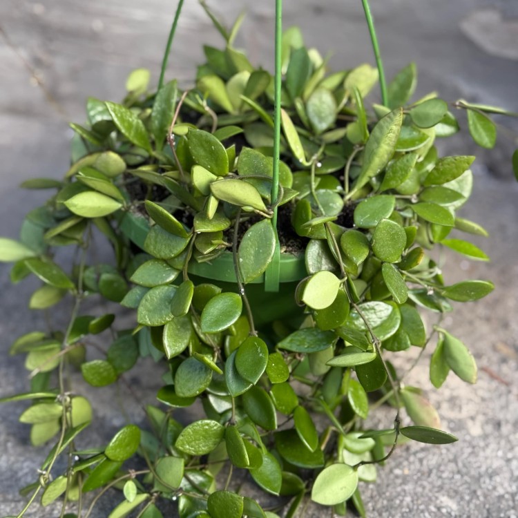 Hoya pubera hoja  (2).jpg