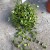 Hoya pubera hoja  (3).jpg