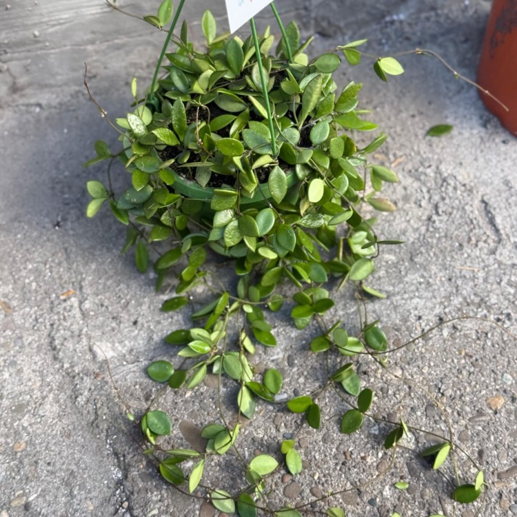 Hoya pubera hoja  (3).jpg