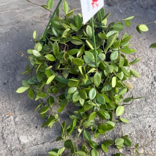 Hoya pubera hoja  (4).jpg