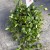 Hoya pubera hoja  (4).jpg