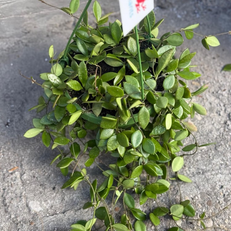 Hoya pubera hoja  (4).jpg