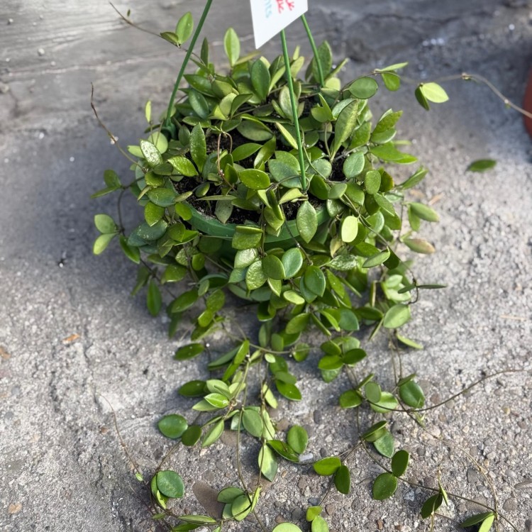 Hoya pubera hoja  (5).jpg