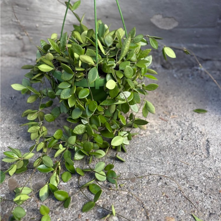 Hoya pubera hoja  (6).jpg