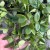 Hoya pubera hoja  (7).jpg