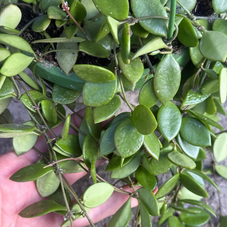 Hoya pubera hoja  (7).jpg