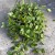 Hoya pubera hoja  (1).jpg