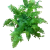 Adiantum hispi. Bronze Venus paproć  (1).png