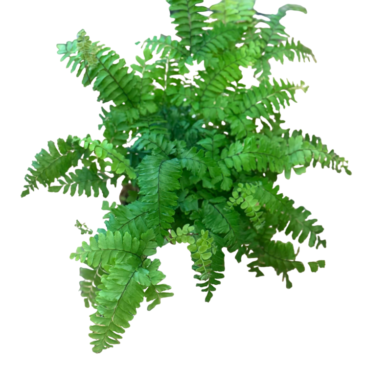 Adiantum hispi. Bronze Venus paproć  (1).png