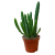 Stapelia leendertziae (1).png