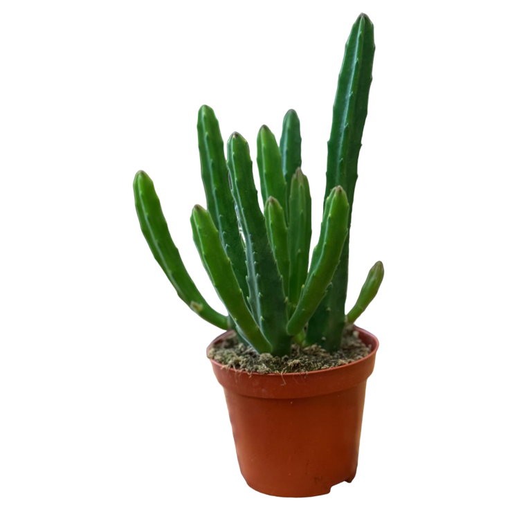 Stapelia leendertziae (1).png