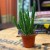 Stapelia leendertziae (2).jpg