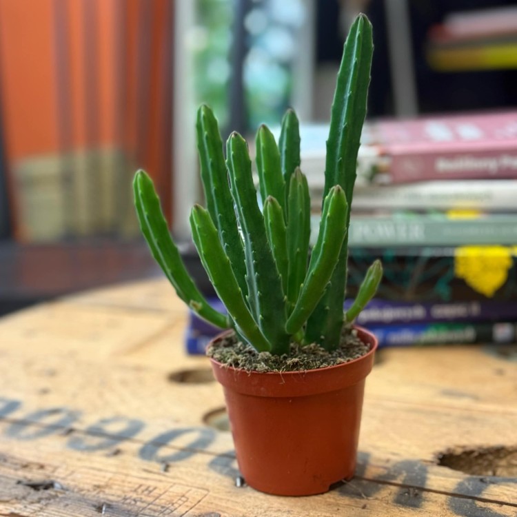 Stapelia leendertziae (2).jpg