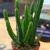 Stapelia leendertziae (3).jpg