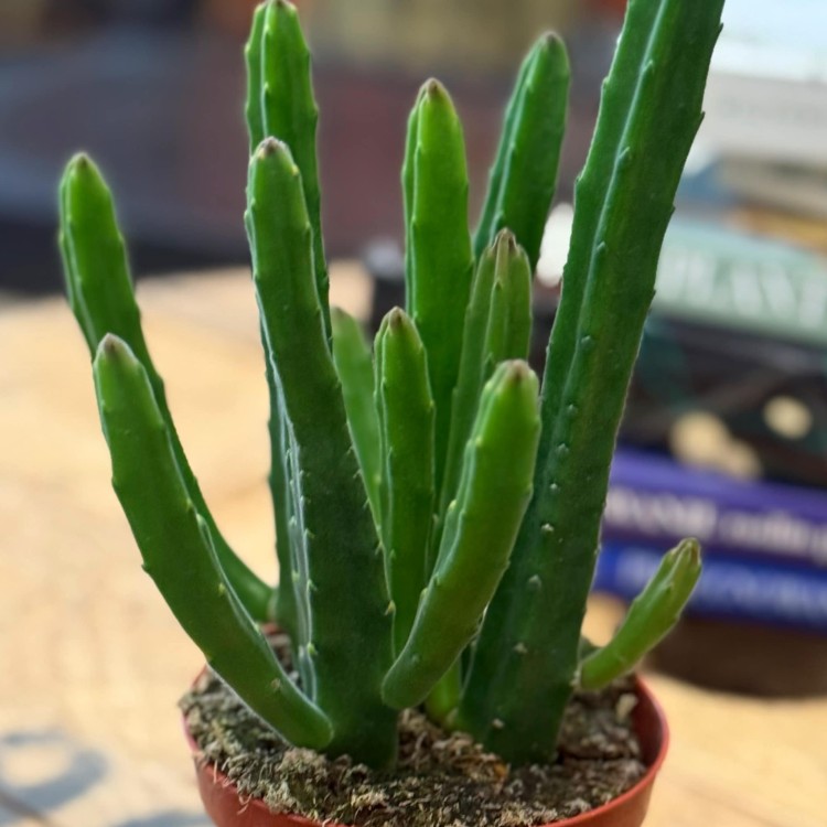 Stapelia leendertziae (3).jpg