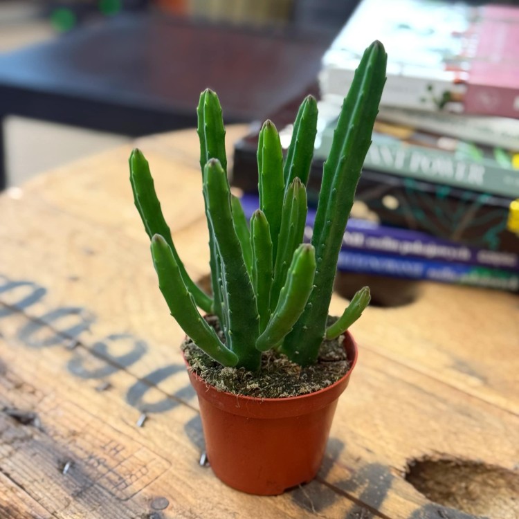 Stapelia leendertziae (4).jpg