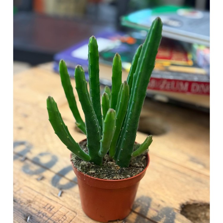 Stapelia leendertziae (5).jpg