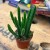 Stapelia leendertziae (1).jpg