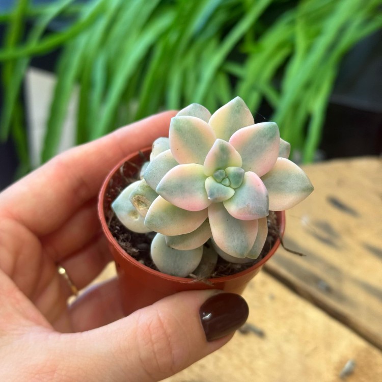 echeveria Graptoveria titubans 'Variegata' eszeweria  (2).jpg