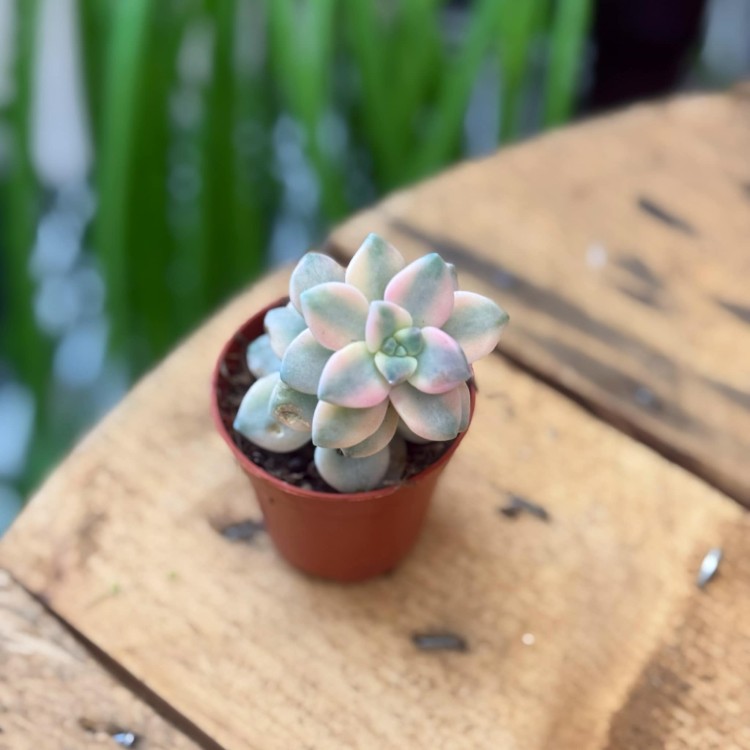 echeveria Graptoveria titubans 'Variegata' eszeweria  (3).jpg