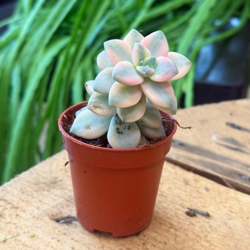 echeveria Graptoveria titubans 'Variegata' eszeweria  (4).jpg