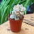 echeveria Graptoveria titubans 'Variegata' eszeweria  (4).jpg