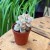 echeveria Graptoveria titubans 'Variegata' eszeweria  (1).jpg