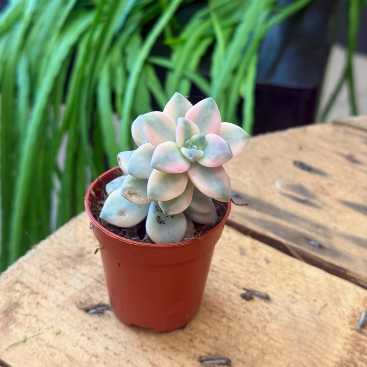 echeveria Graptoveria titubans 'Variegata' eszeweria  (1).jpg