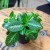 episcia cupreata DØ12cm żółte kwiaty (2).jpg
