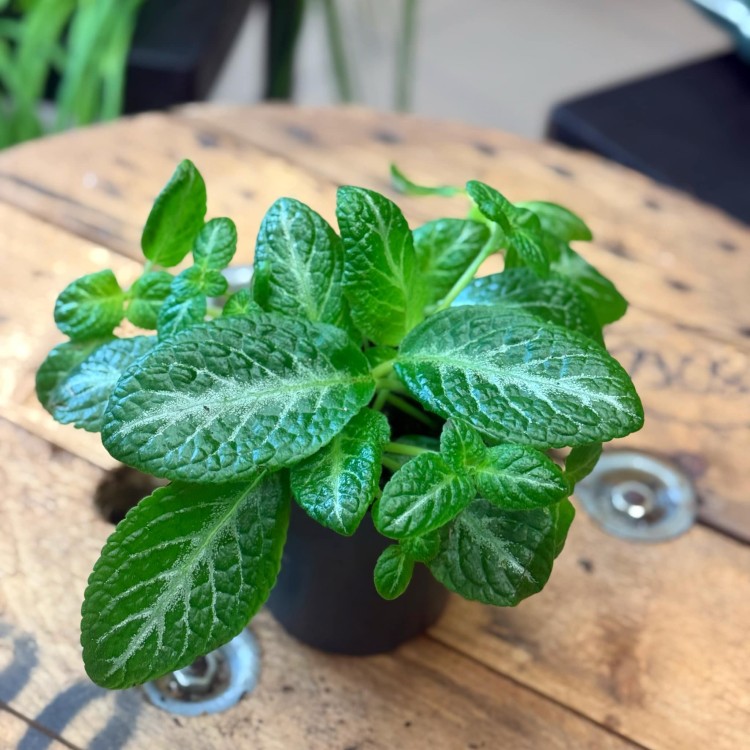 episcia cupreata DØ12cm żółte kwiaty (2).jpg