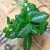 episcia cupreata DØ12cm żółte kwiaty (3).jpg