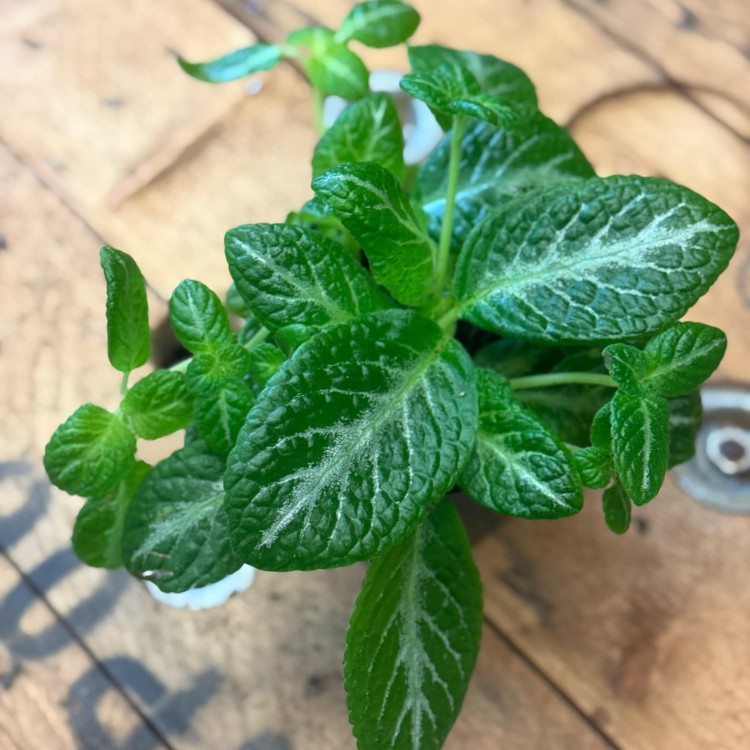 episcia cupreata DØ12cm żółte kwiaty (3).jpg