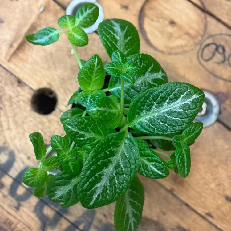 episcia cupreata DØ12cm żółte kwiaty (4).jpg