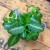 episcia cupreata DØ12cm żółte kwiaty (5).jpg