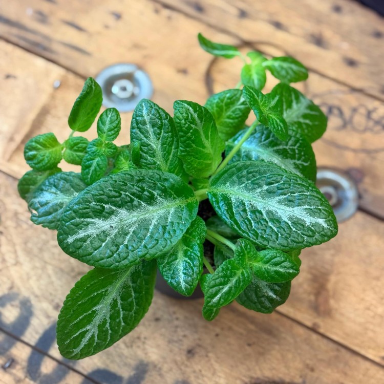 episcia cupreata DØ12cm żółte kwiaty (5).jpg