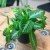 episcia cupreata DØ12cm żółte kwiaty (1).jpg