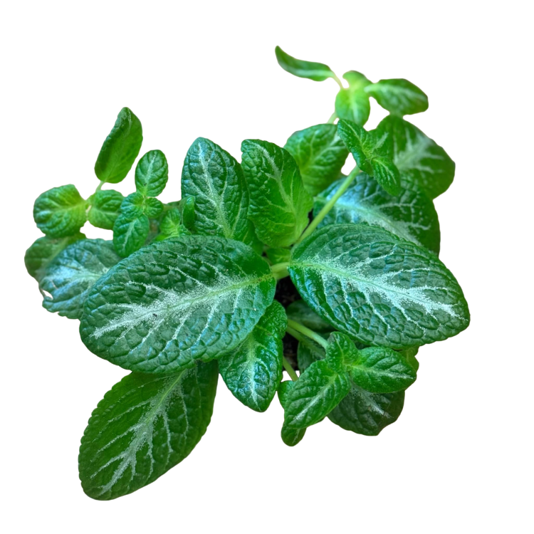 7180cba7-1a36-4c20-8f9a-fbd4cd9b843f-Photoroom.png