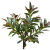 Ficus elastica 'Melany' (Figowiec sprężysty 'Melany') (1).png