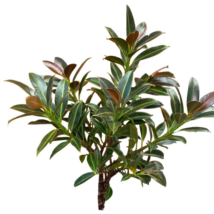 Ficus elastica 'Melany' (Figowiec sprężysty 'Melany') (1).png